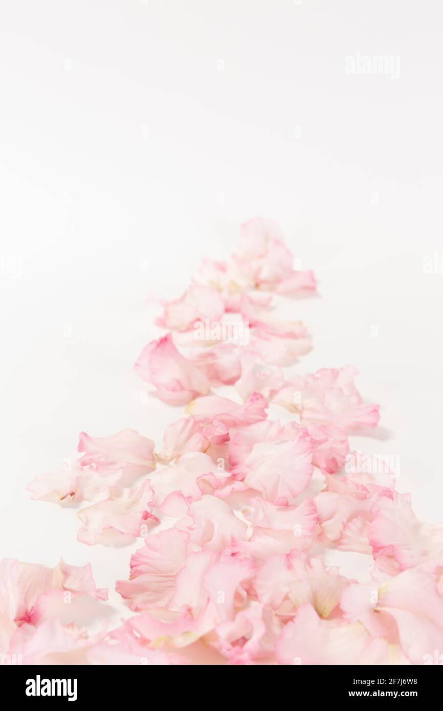 pink flower, white background Stock Photo Alamy