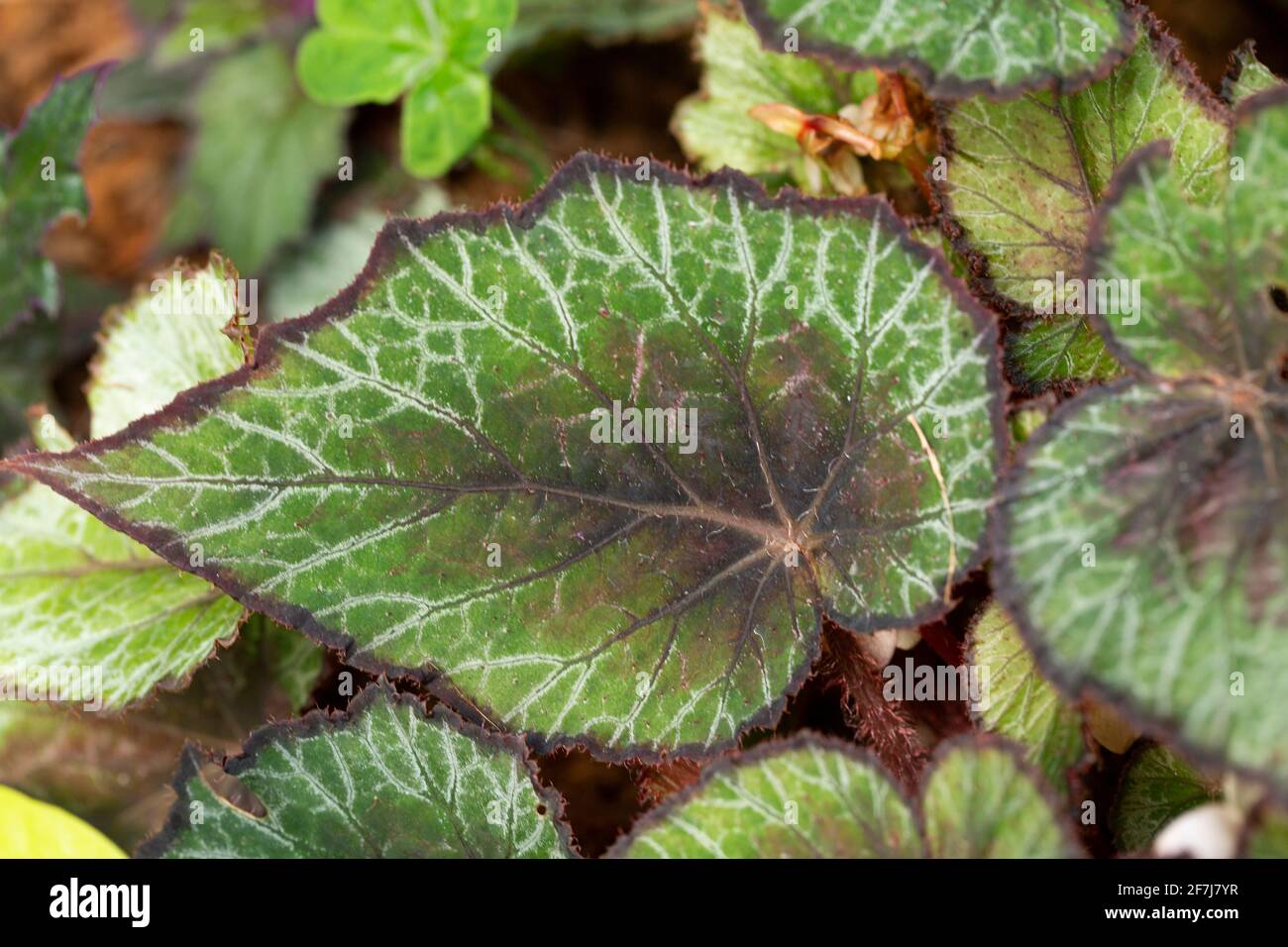 greenery concept, green plants and leaves Stock Photo