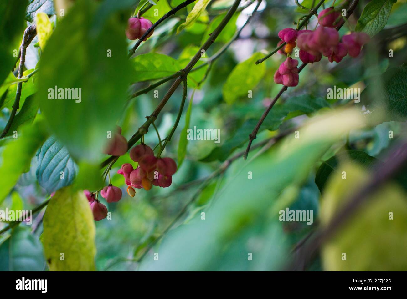 Deciduous shrub, pink flowers with orange seeds of euonymus europaeus or spindle. Celastraceae Stock Photo