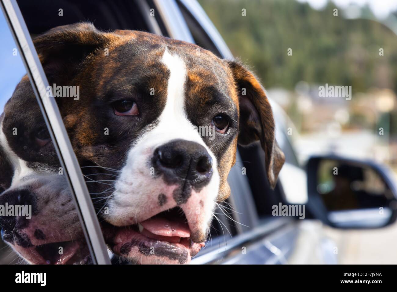 Adorable Female Boxer Dog with Face Out the Car Window Stock Photo Alamy