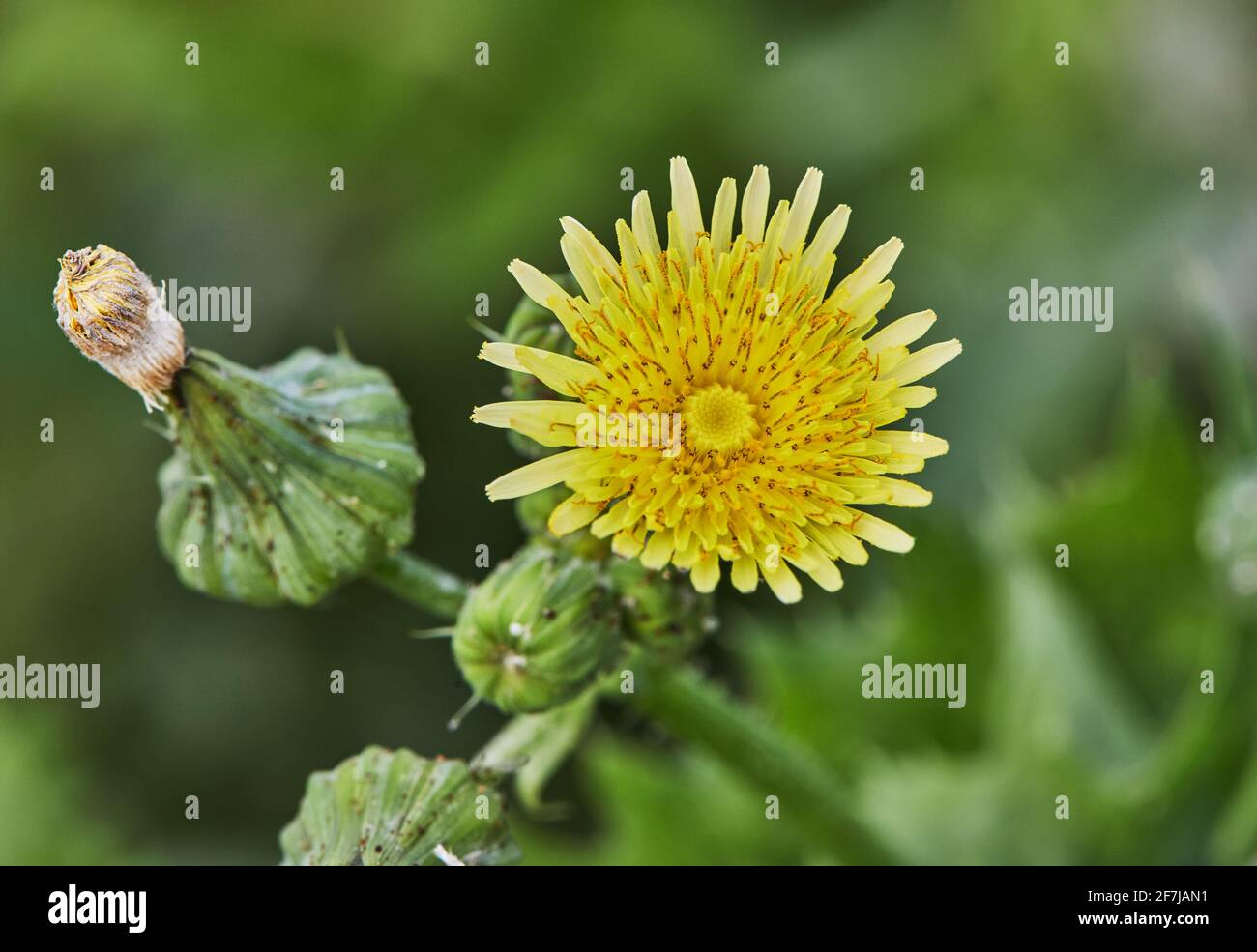 Close up farm fresh hi-res stock photography and images - Alamy