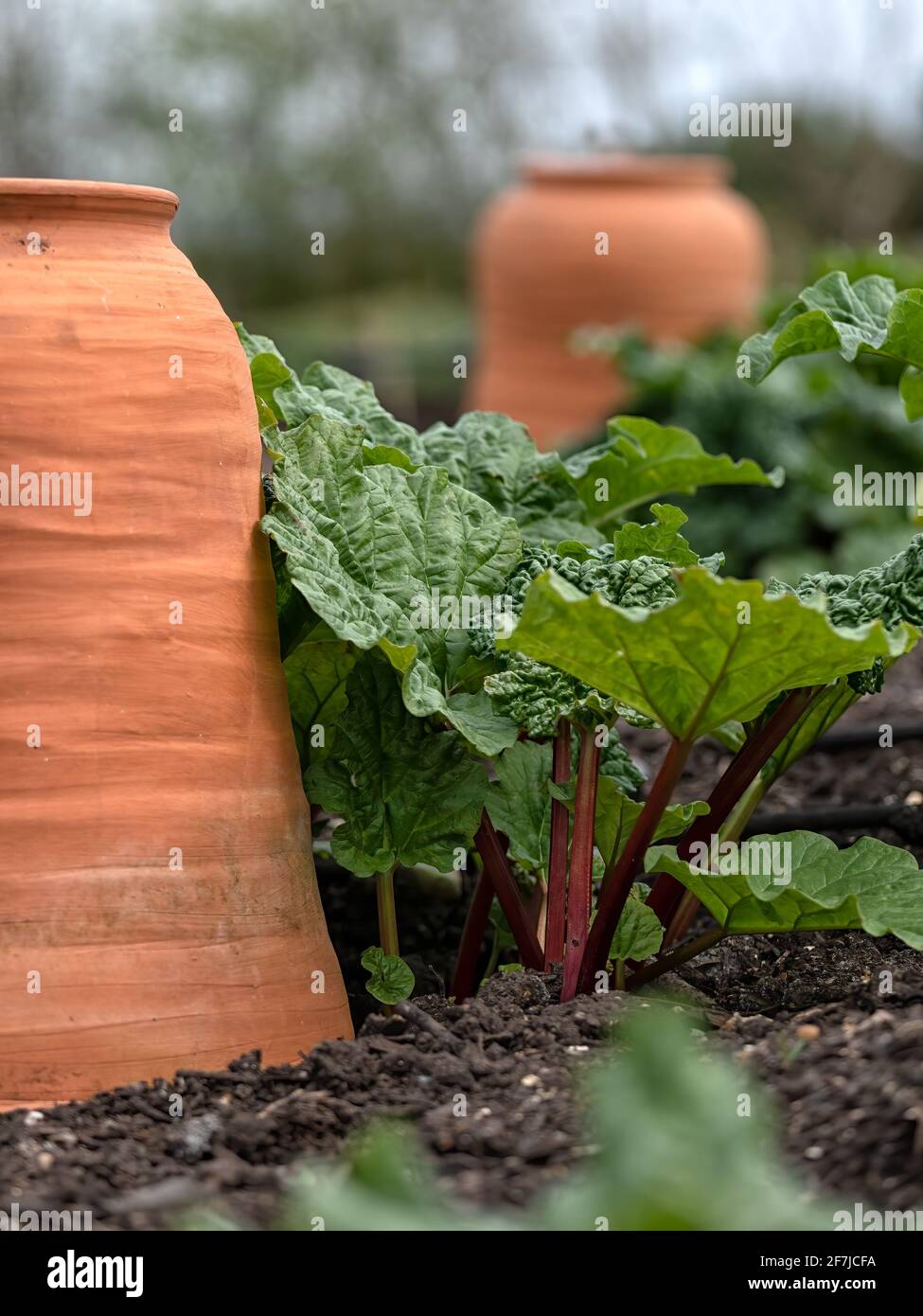 Terracotta Rhubarb forcing pots on a vegetable plot with Rhubarb plants Stock Photo