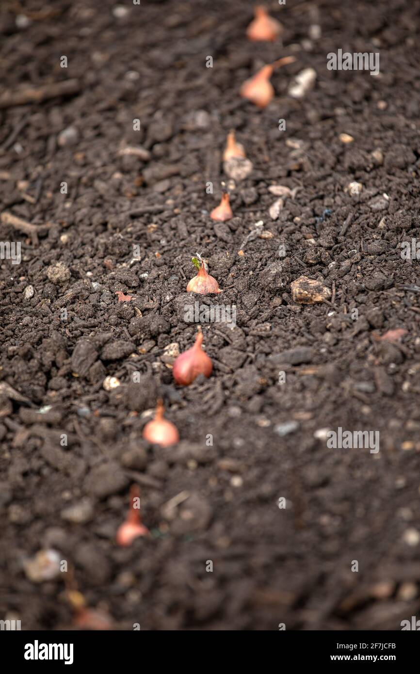 Onion sets hi-res stock photography and images - Alamy