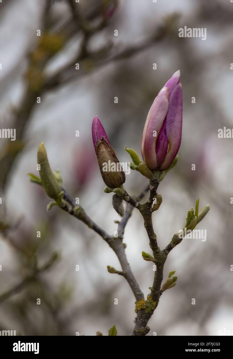 Pink Flower blooming sequence from flower bud to bloom in three