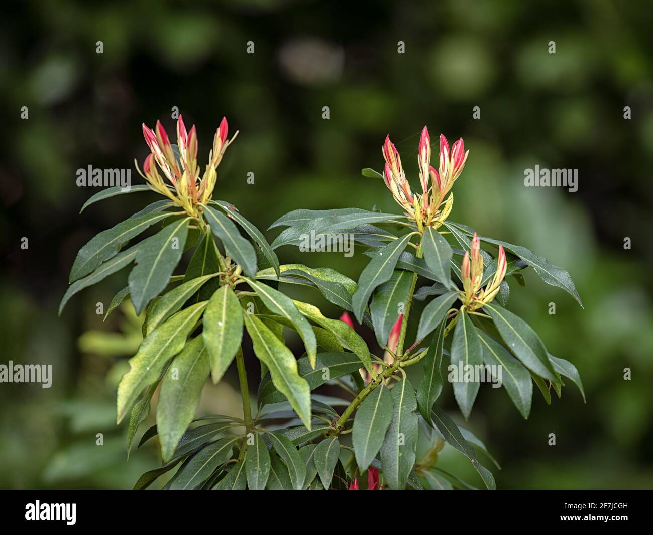 Brightly coloured young leaves of Pieris 'Forest Flame' in spring in the UK against green background Stock Photo