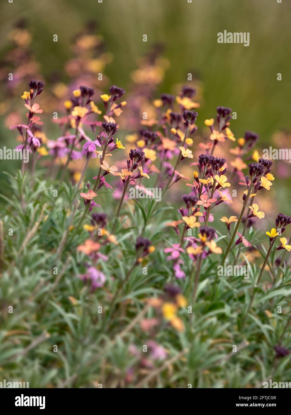 Closeup of multi-coloured flowers of perennial Wallflower, Erysimum 'Paint Box', in spring in the UK Stock Photo