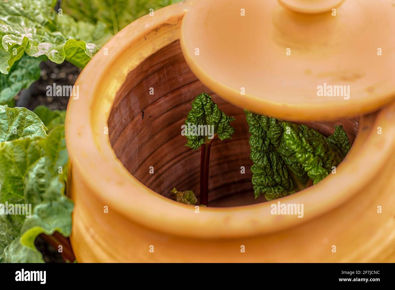 Terracotta Rhubarb forcing pot with the lid open to show a rhubarb plant inside Stock Photo