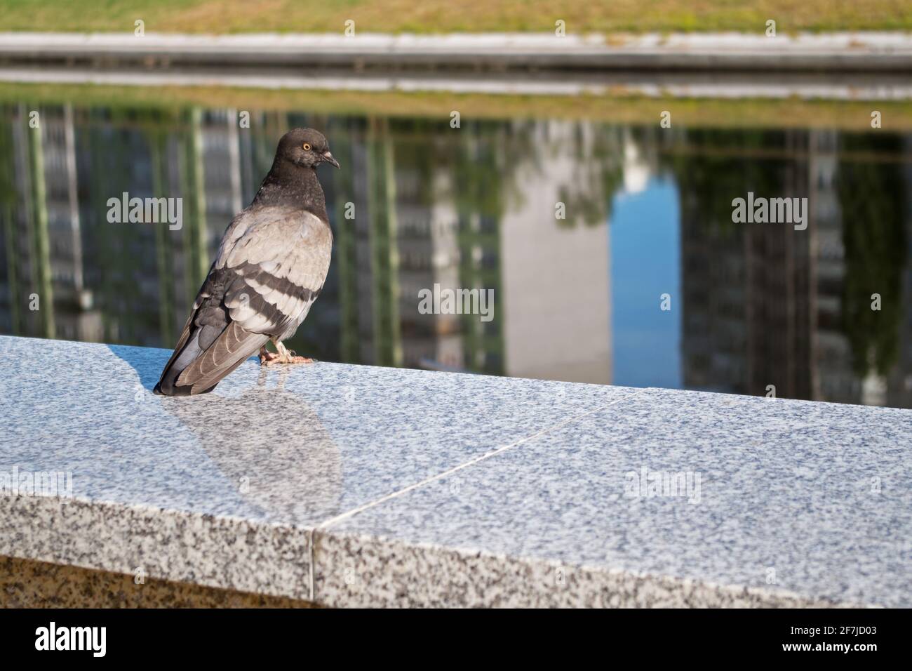 A bluish-gray urban pigeon looking curiously and sitting on the edge of the speckled gray-white marble parapet of the embankment by the river with hig Stock Photo
