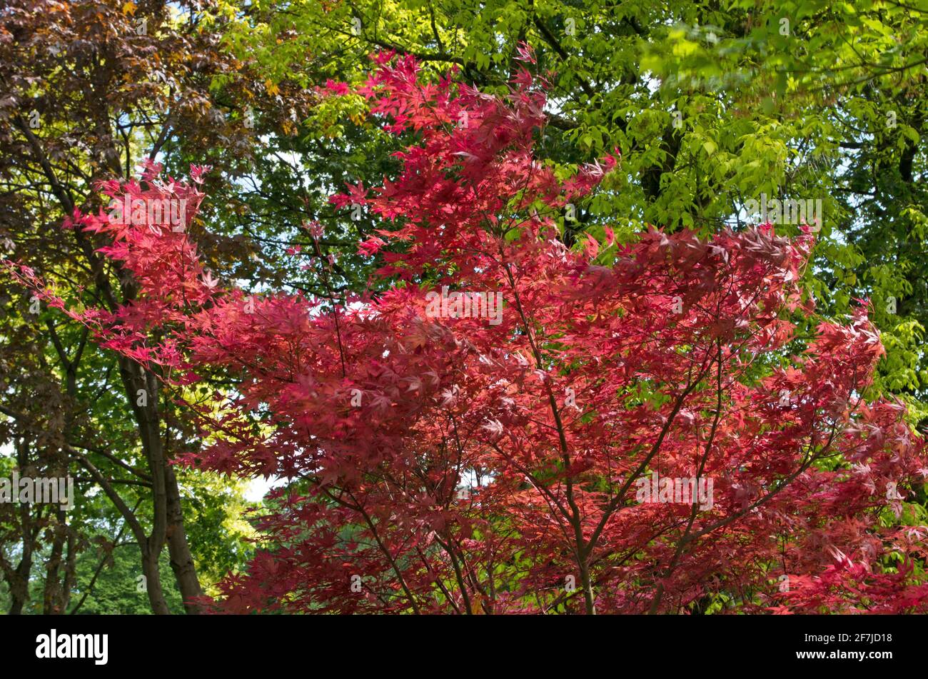 Japanese maple (Acer palmatum) with thin branches, with red-maroon carved openwork leaves shivering in a strong wind among the greenery of tall trees Stock Photo