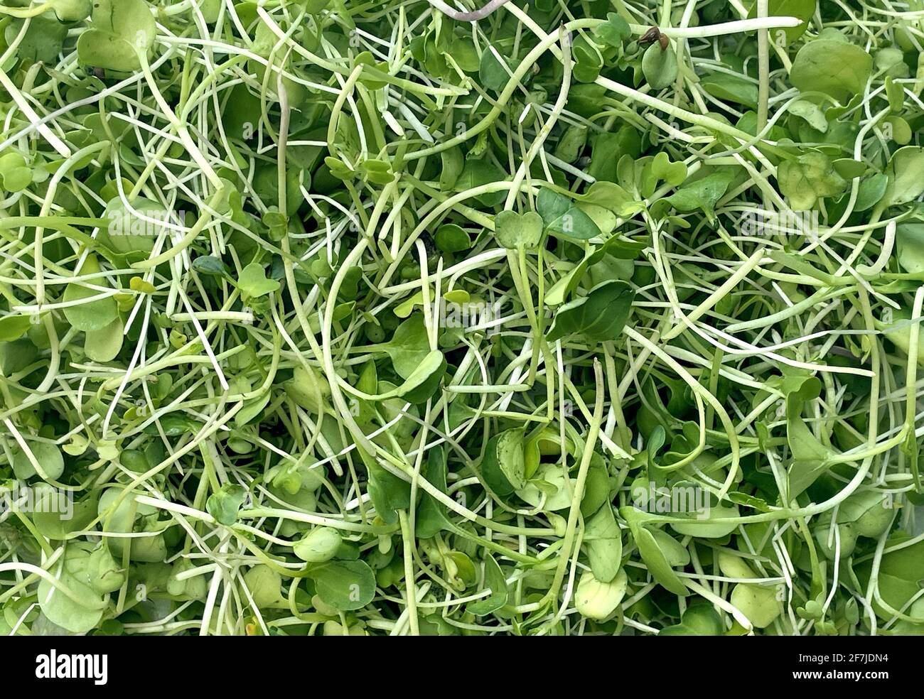 Microgreens background as young shoots and fresh garden sprouts or raw sprout microgreen. Stock Photo