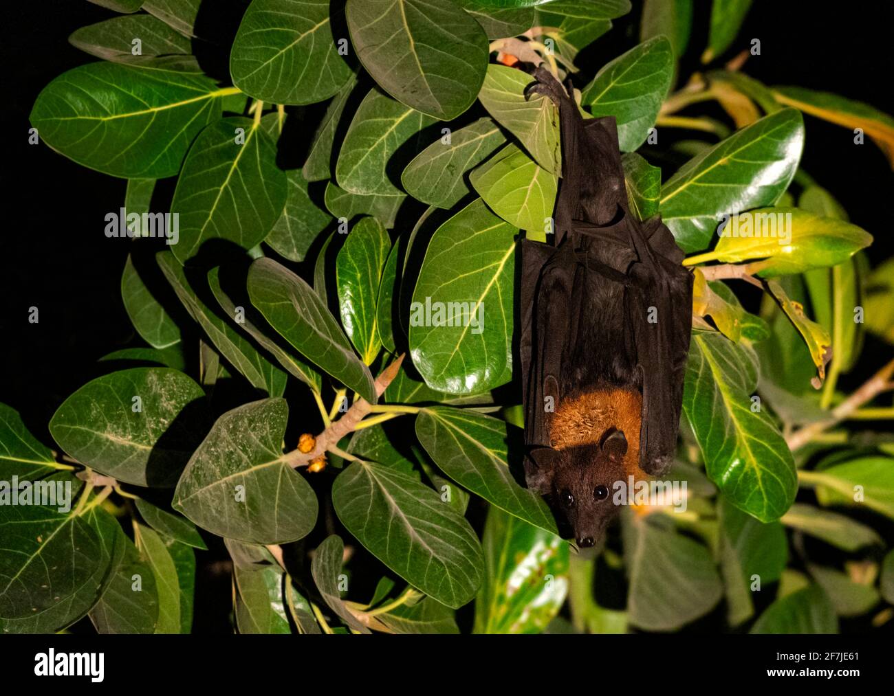 Flying fox looking at camera hi-res stock photography and images - Alamy