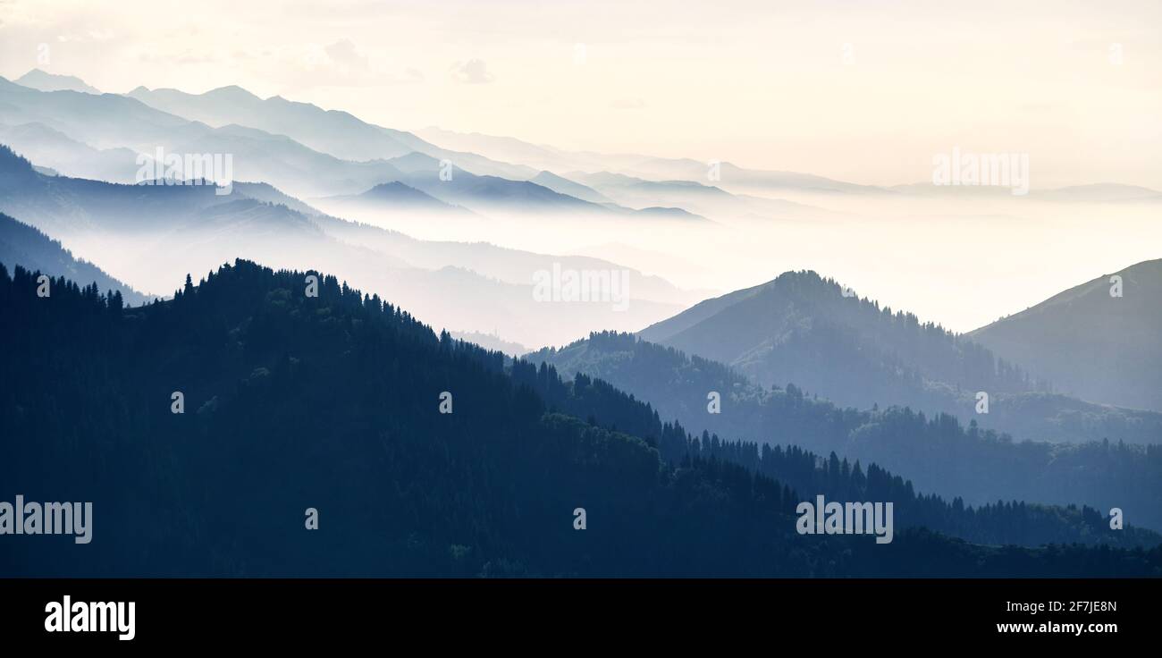 Beautiful panorama landscape of mountain forest with beautiful spruce trees at fog at cyan tone in Almaty, Kazakhstan Stock Photo