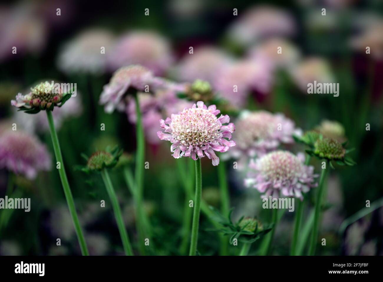 Scabiosa 'Pink Mist' in bloom in spring Stock Photo