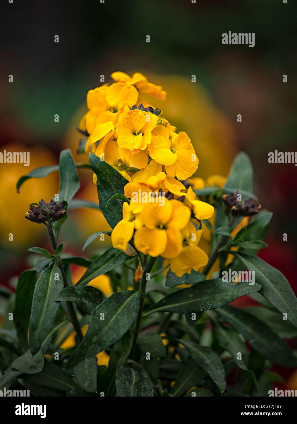 Perennial wallflower Yellow Erysimum 'Winter Power' in bloom in spring Stock Photo
