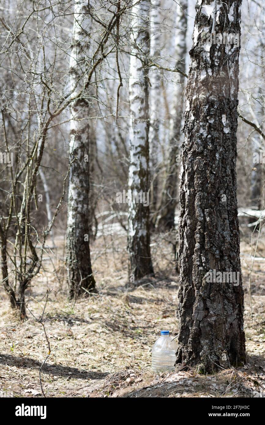 Collection of useful birch sap Stock Photo