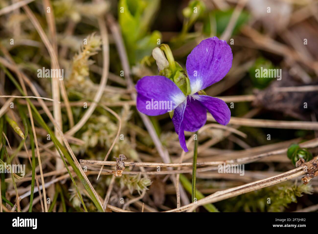 Hairy violet flower in the forest Stock Photo