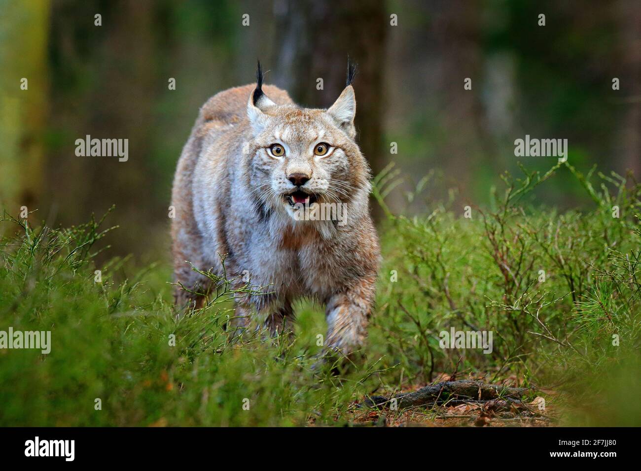 Lynx in green forest. Wildlife scene from nature. Walking Eurasian lynx, animal behaviour in habitat. Wild cat from Germany. Wild Bobcat between the t Stock Photo