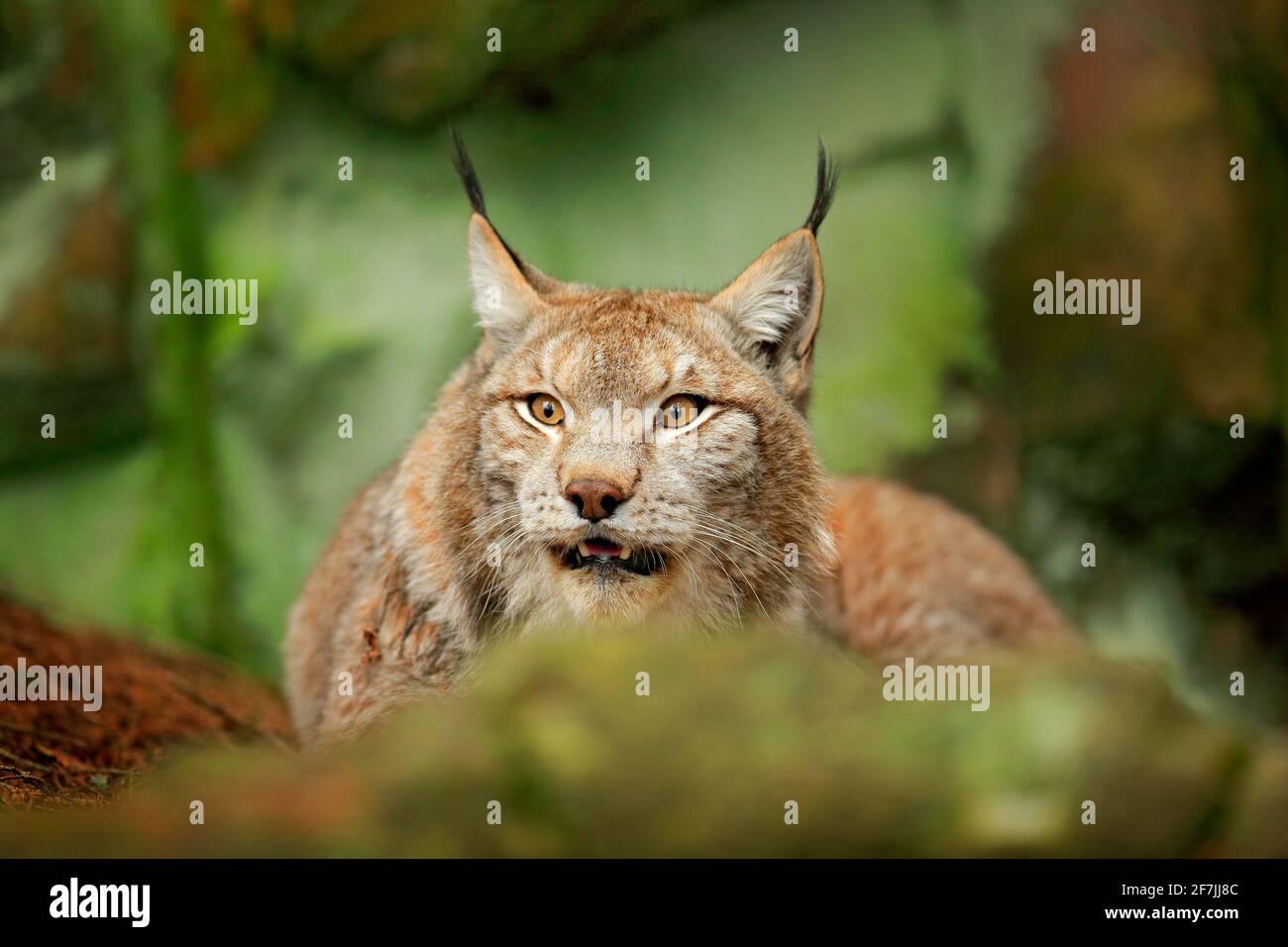 Lynx in green forest. Wildlife scene from nature. Walking Eurasian lynx, animal behaviour in habitat. Wild cat from Germany. Wild Bobcat between the t Stock Photo