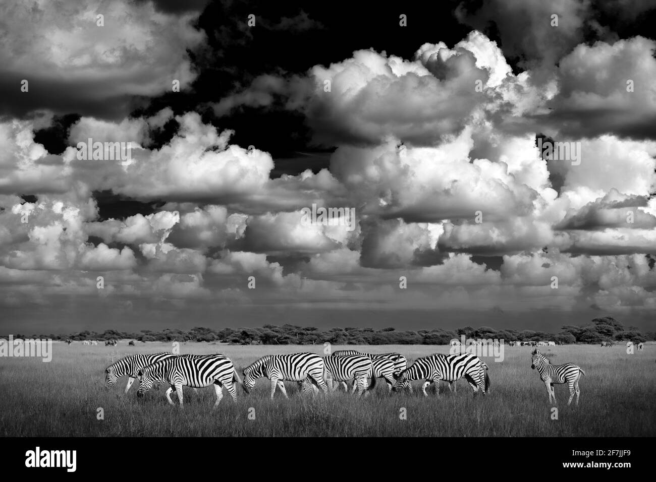 Zebra with blue storm sky. Burchell's zebra, Equus quagga burchellii ...