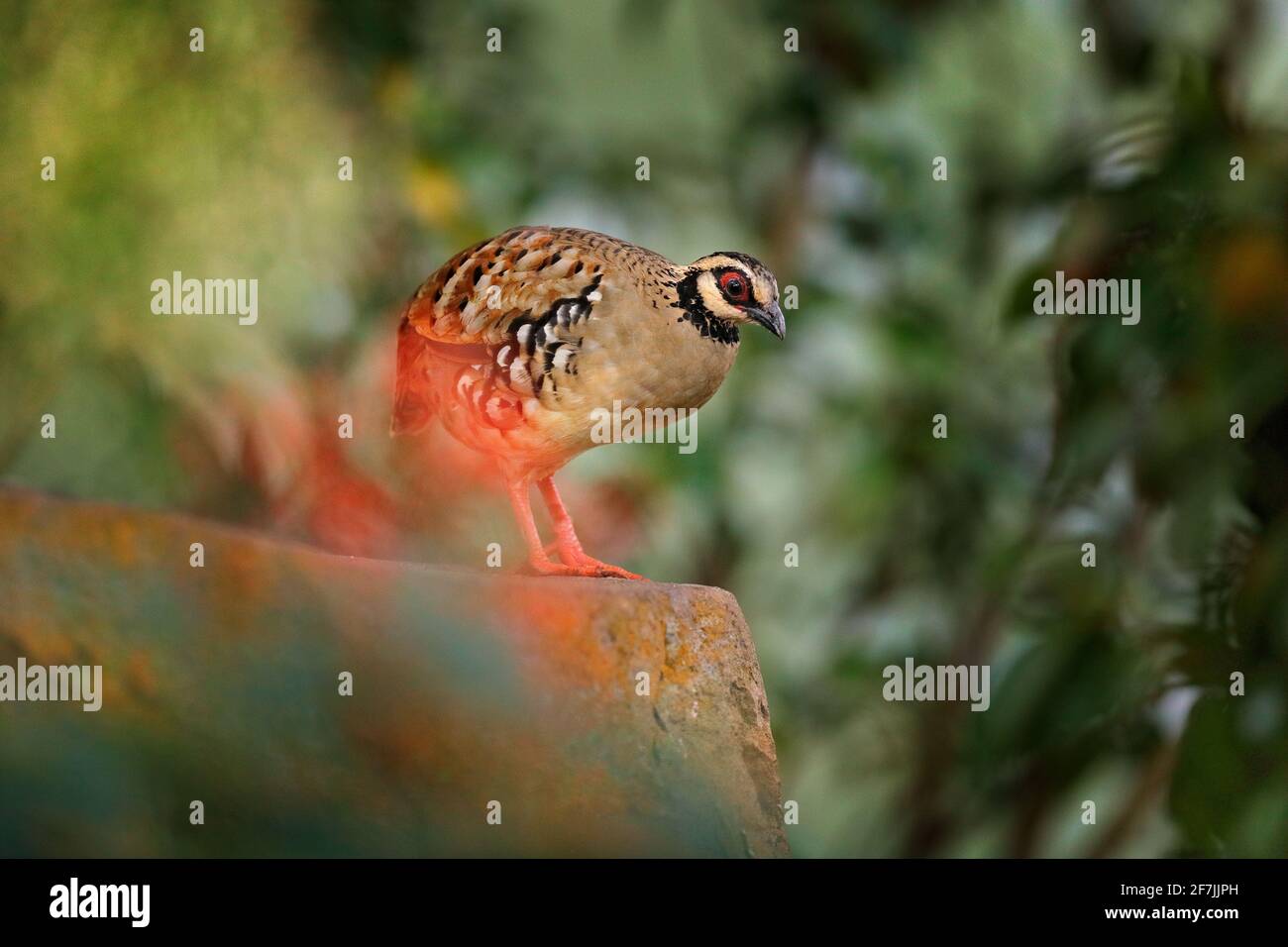 Bar-backed partridge, Arborophila brunneopectus, bird in the nature habitat. Quail sitting in the grass. Partridge from southwestern China and Southea Stock Photo