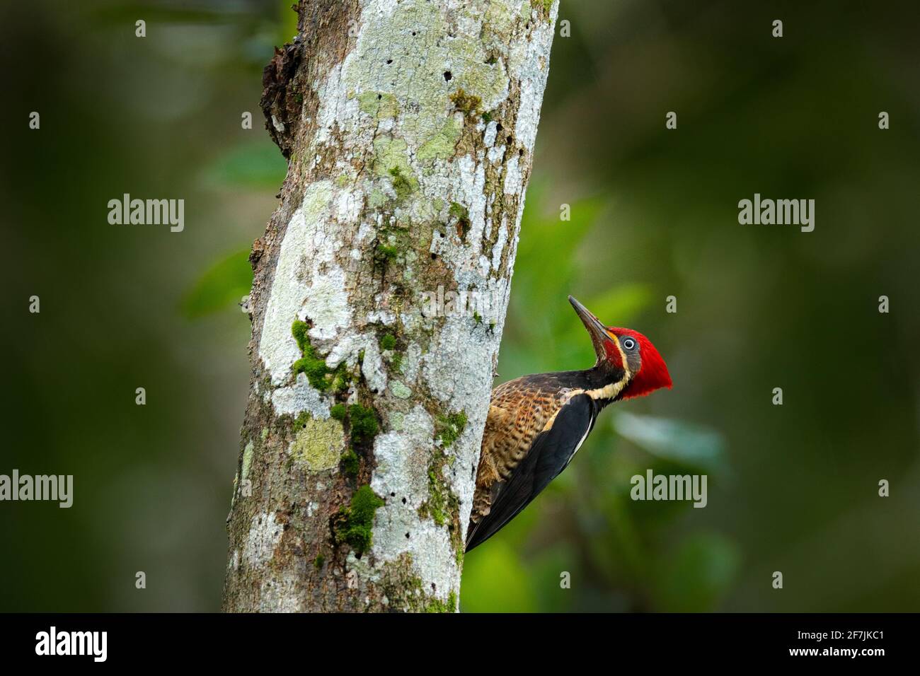 Lineated woodpecker, Dryocopus lineatus, sitting on branch with nesting hole, black and red bird in nature habitat, Costa Rica. Birdwatching, South Am Stock Photo