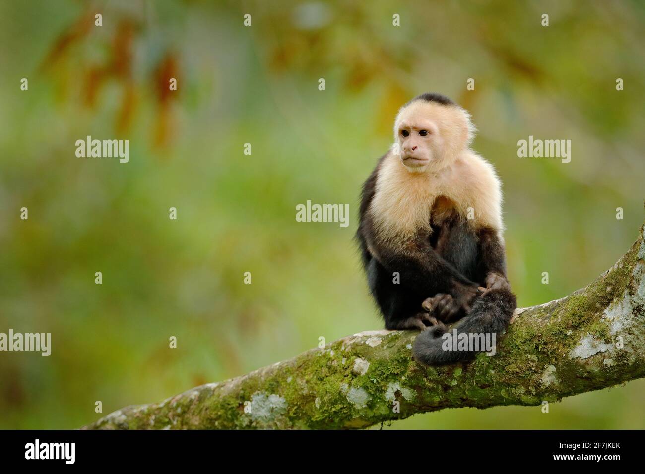 Wildlife of Costa Rica. Travel holiday in Central America. White-headed Capuchin, black monkey sitting on tree branch in the dark tropical forest. Stock Photo