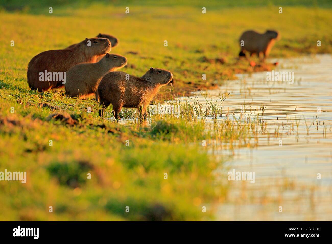 Capybara, family with youngs, biggest mouse in water with evening light ...