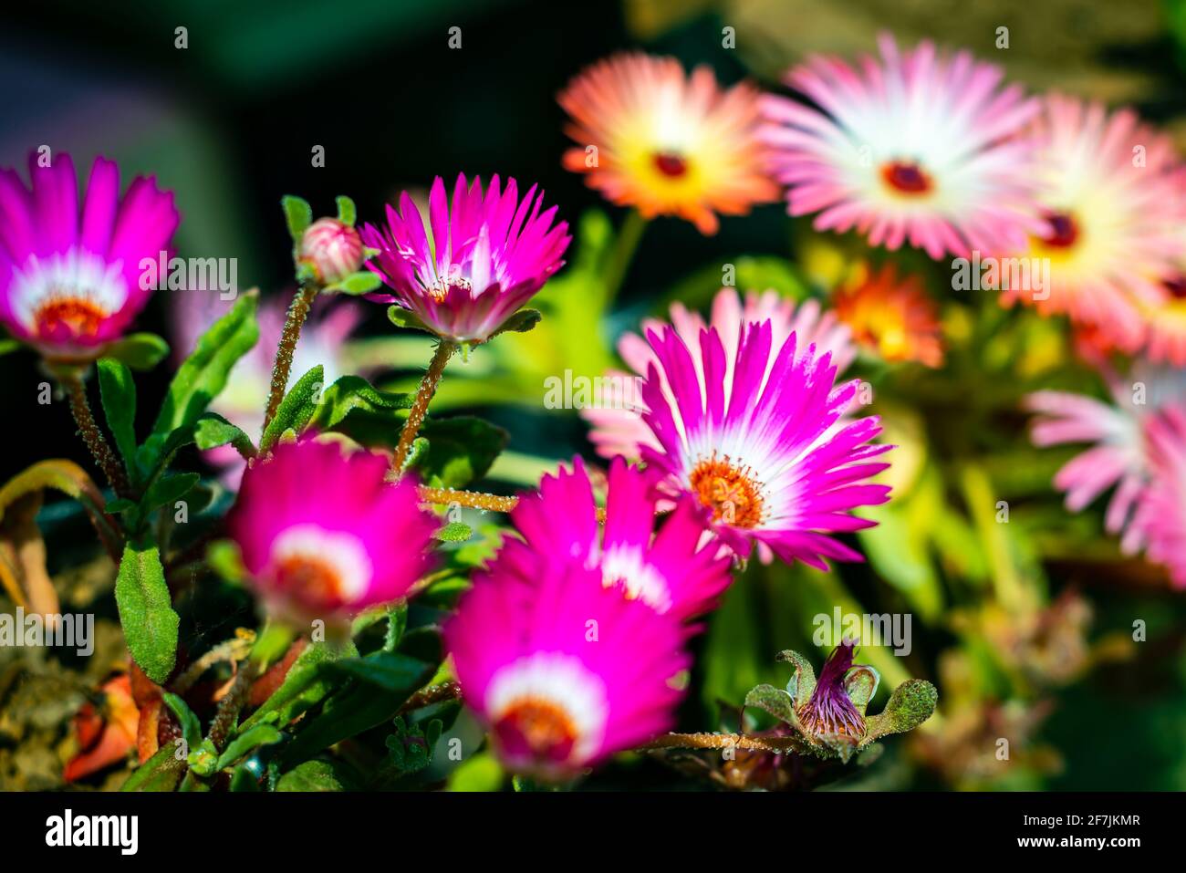 Flowers in the garden. Mesembryanthemum is a genus of flowering plants in the family of Aizoaceae. Stock Photo