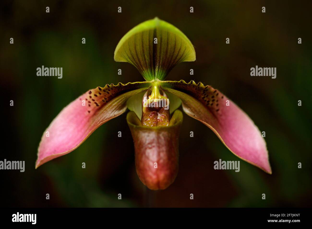 Wild orchid Paphiopedilum, China shrubby grassy slopes. Orange flower, nature habitat. Beautiful orchid bloom, close-up detail. Wild flower, South Ame Stock Photo