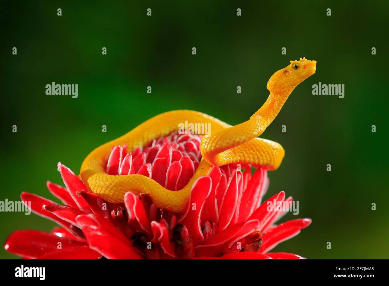 Poison snake from tropic forest. Yellow Eyelash Palm Pitviper, Bothriechis schlegeli, on the red wild flower. Wildlife scene from tropic forest. Bloom Stock Photo