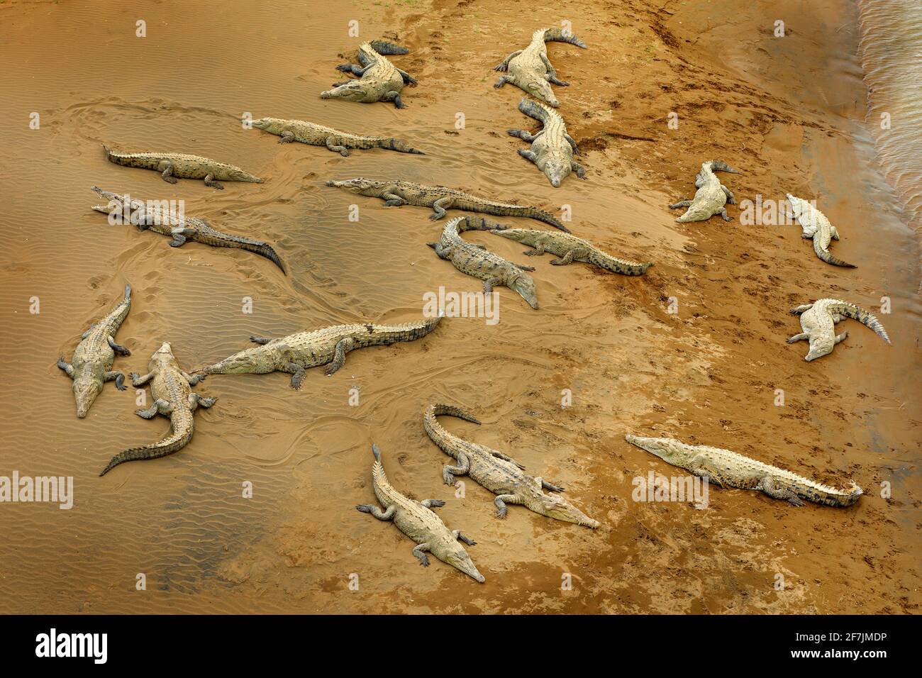A lot of American crocodiles, Crocodylus acutus, beach near the river water. Wildlife scene from nature, Tarcoles, Costa Rica. Dangerous animals in th Stock Photo