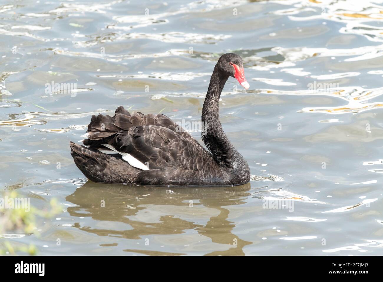 Black swan swimming in Senba Lake in Mito City, Ibaraki. Stock Photo