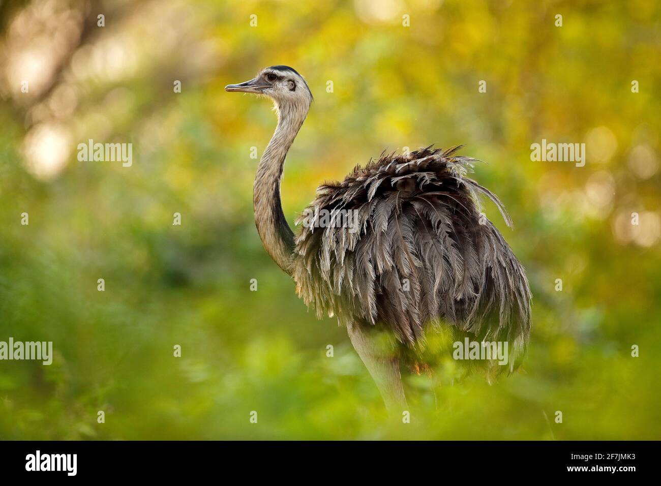 Greater Rhea, Rhea americana, big bird with fluffy feathers, animal in ...