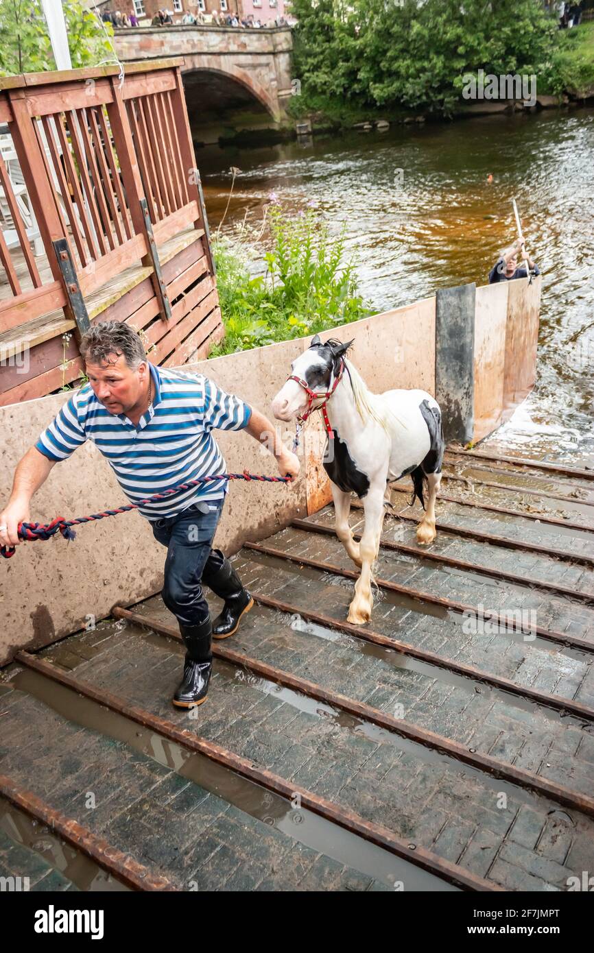 gypsy traveller male leads horse out of river at Appleby Horse fair