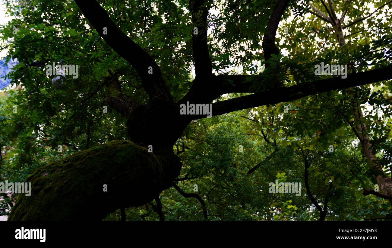 Huge green tree branches. Stock Photo