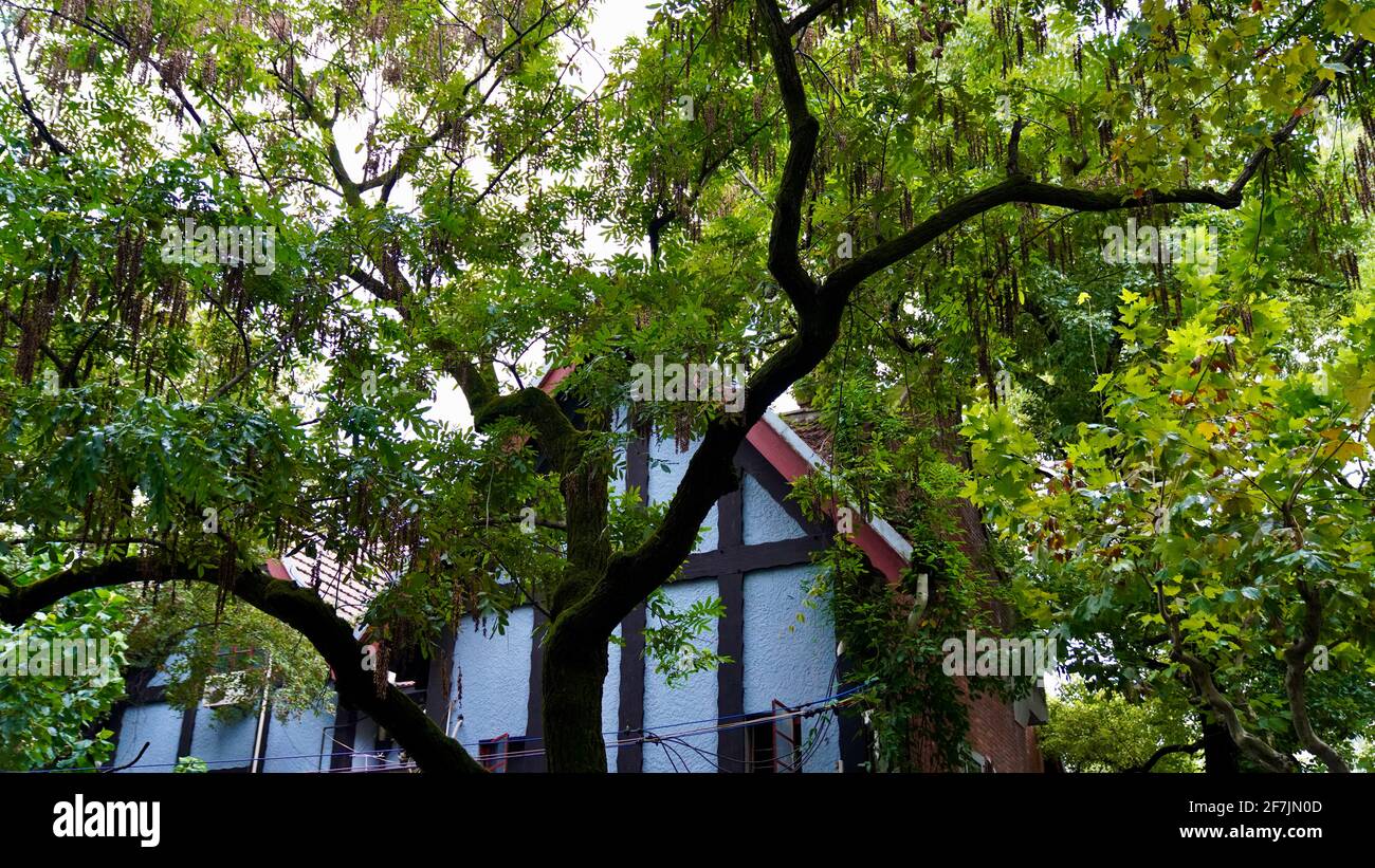 Green trees and old house in Wukang Road of Shanghai city. Stock Photo