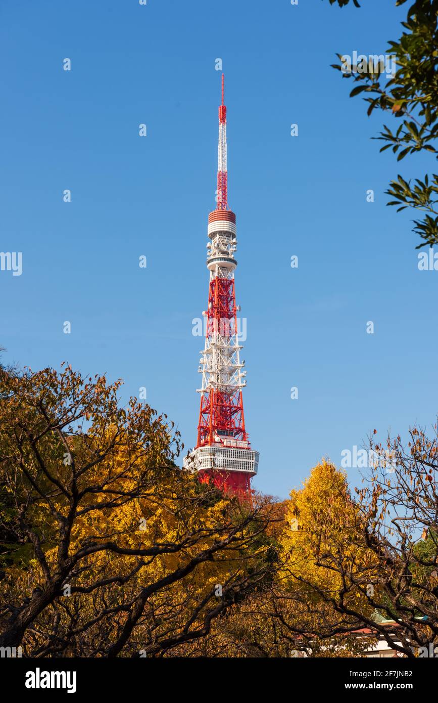 Tokyo, Japan - December 09, 2015: Tokyo Tower and autumn trees, view from the Shiba park . Stock Photo