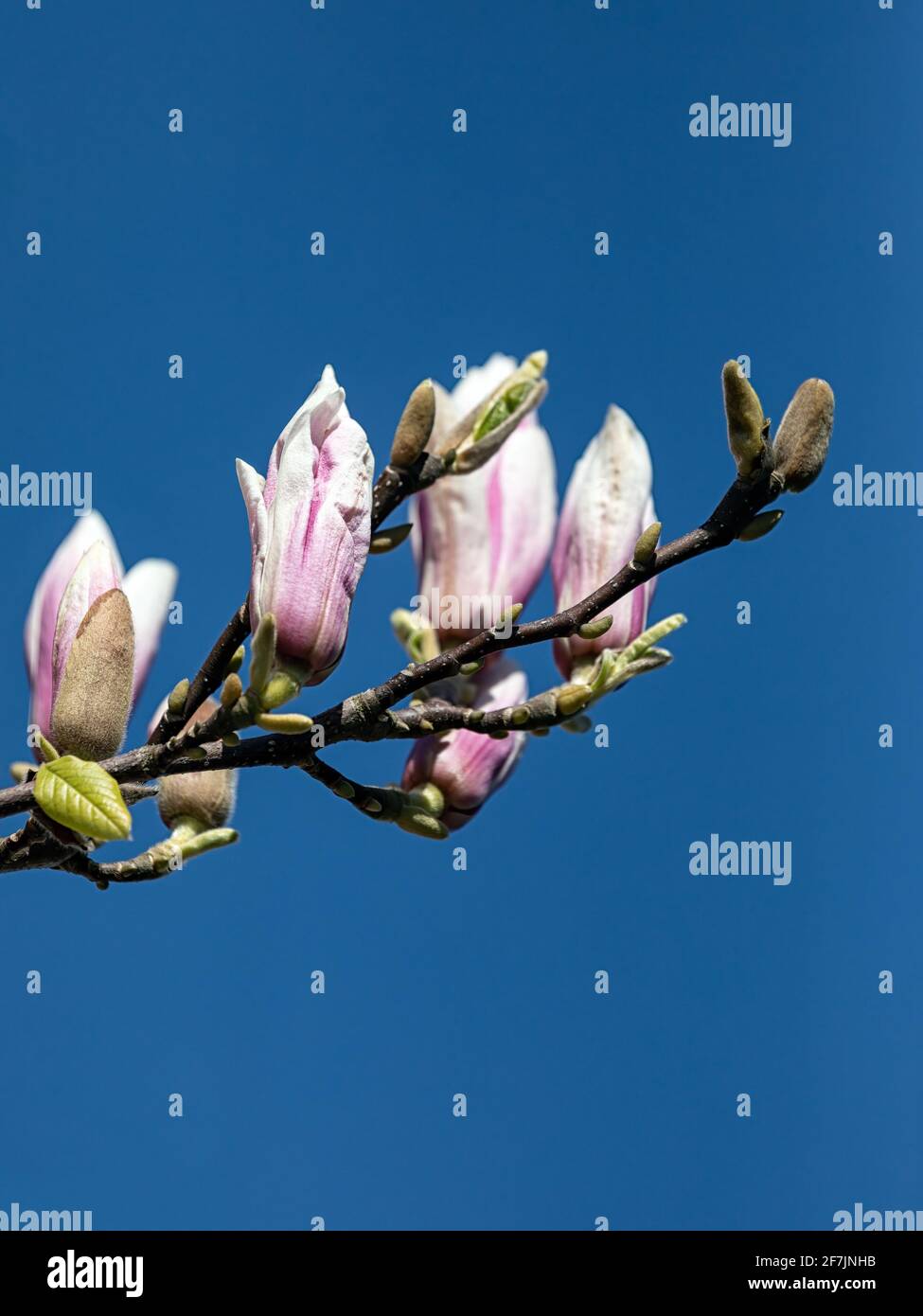 Large pink flowers magnolia tree hi-res stock photography and images ...