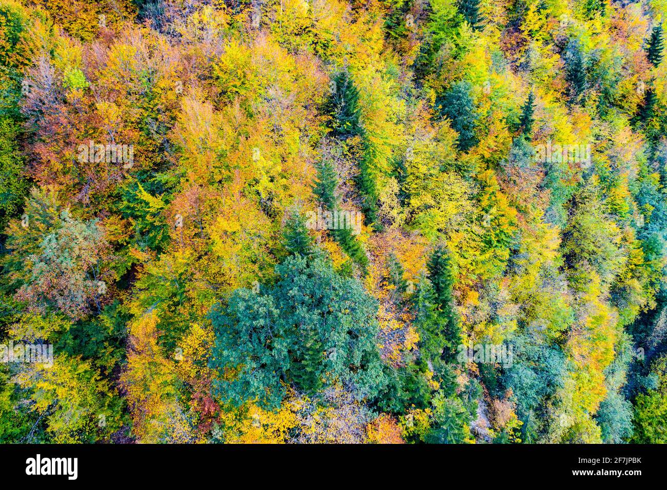 Aerial view of autumn trees. Colorful trees from above Stock Photo - Alamy