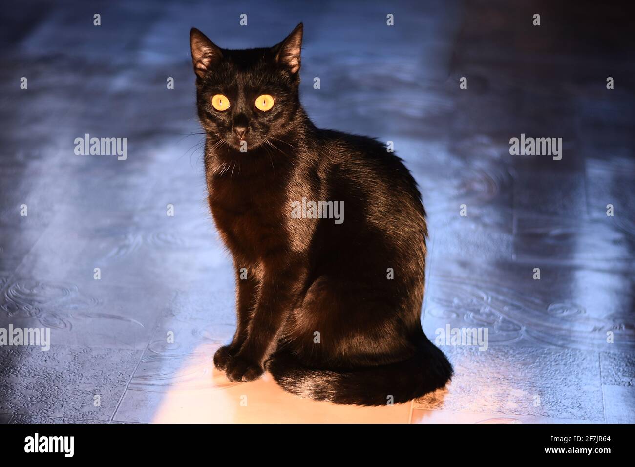 A black cat sits on the floor. Stock Photo