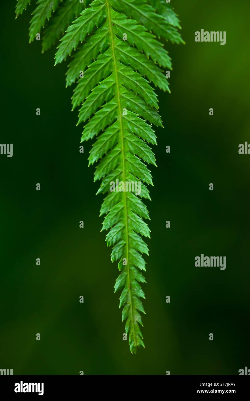 Close-up macro shot of beautiful patterns of nature on summer fern leaf on dark background Stock Photo