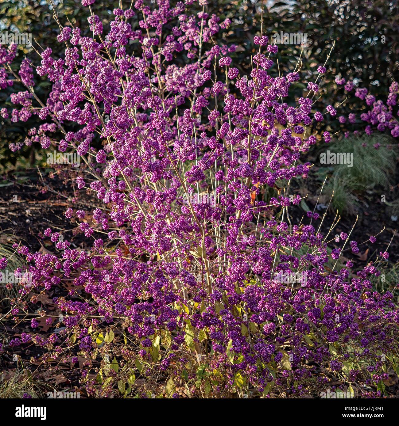 Beautyberry profusion,  Callicarpa bodinieri var. giraldii 'Profusion', bush in winter Stock Photo