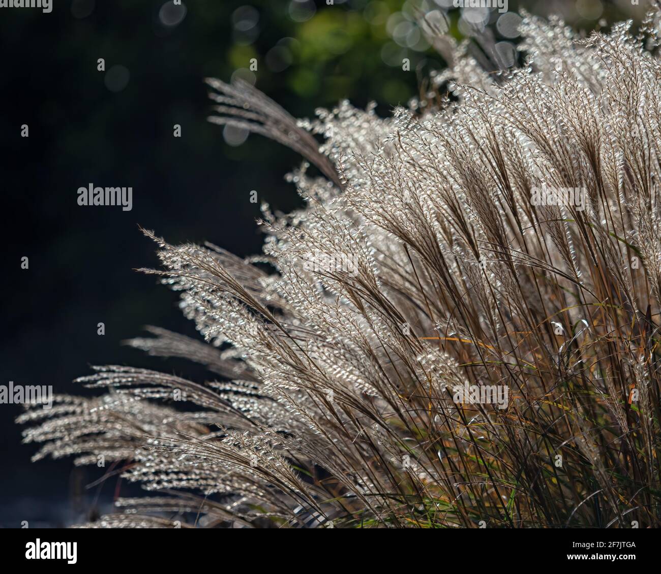 Miscanthus sinensis 'Yakushima Dwarf' ornamental grass in autumn