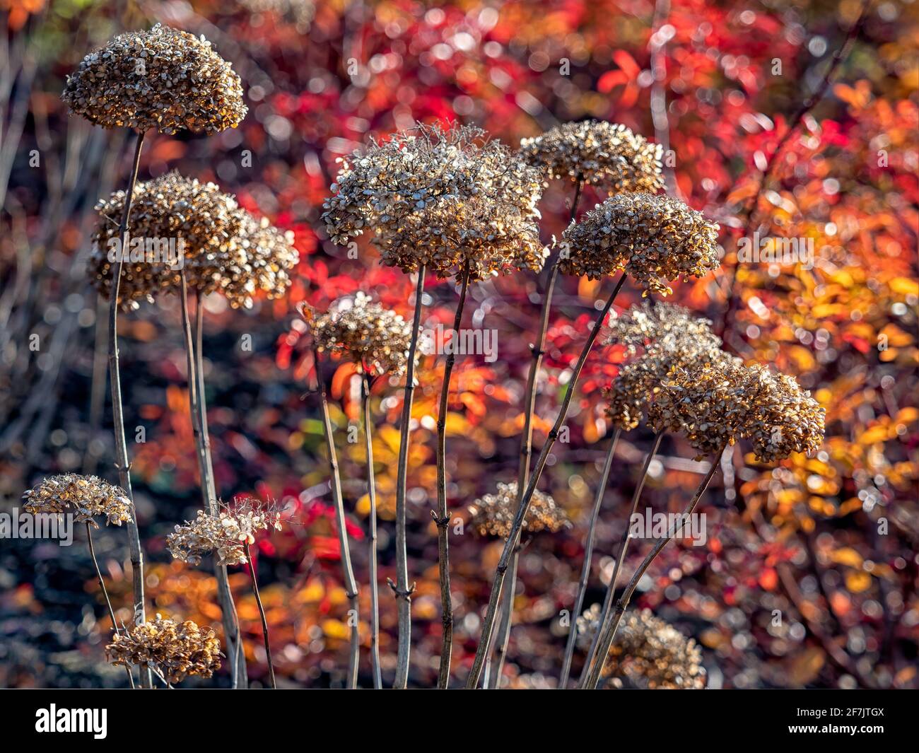 The dead flower heads of Hydrangea arborescens 'Annabelle' in autum sunshine Stock Photo
