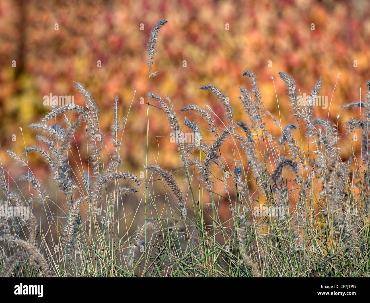 Panicle heads of Oriental fountain grass, Pennisetum orientale, in November in UK against autumnal background Stock Photo