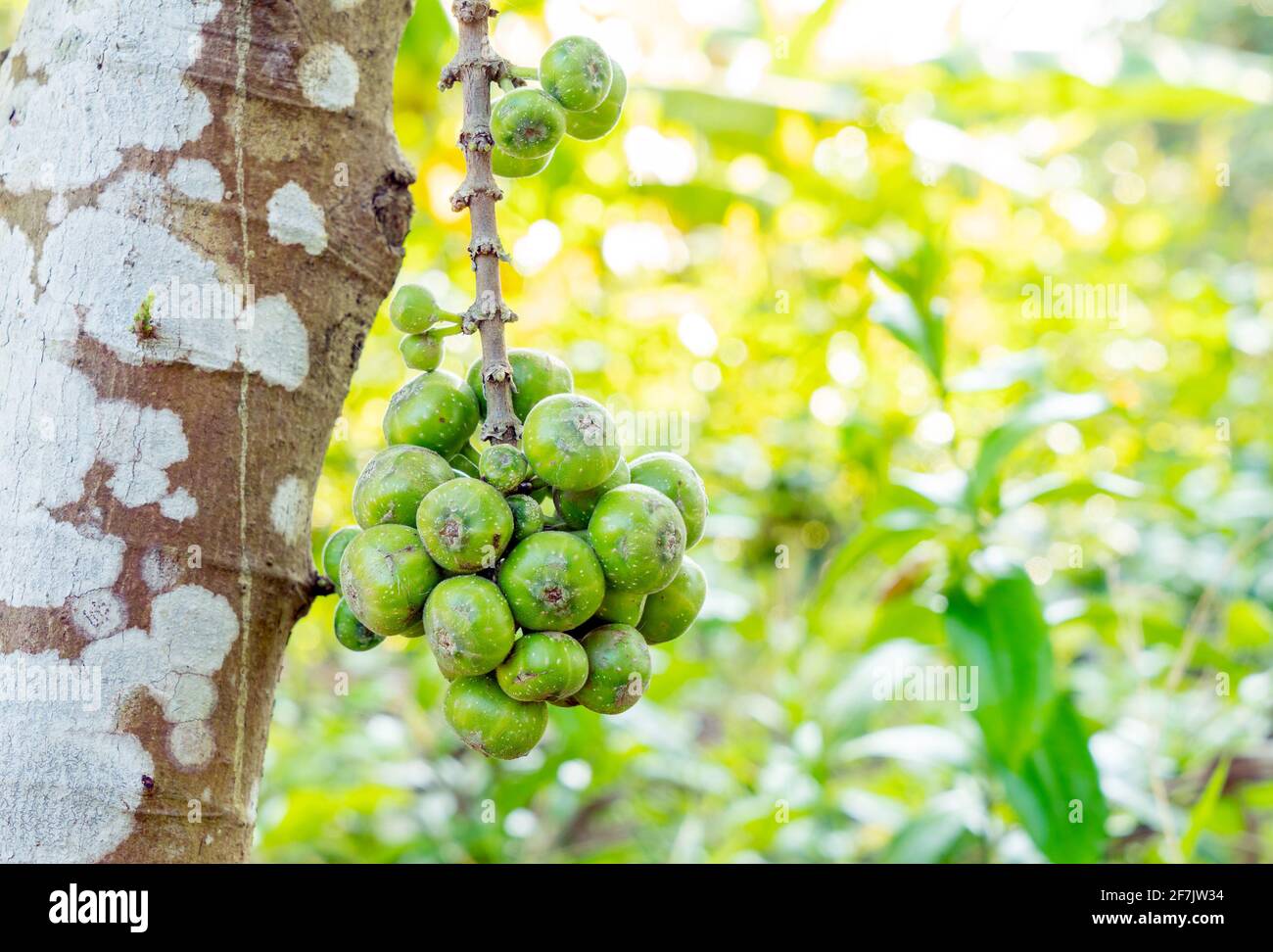 The fruit of Ficus Racemos.The common name Fig fruit,cluster fig tree