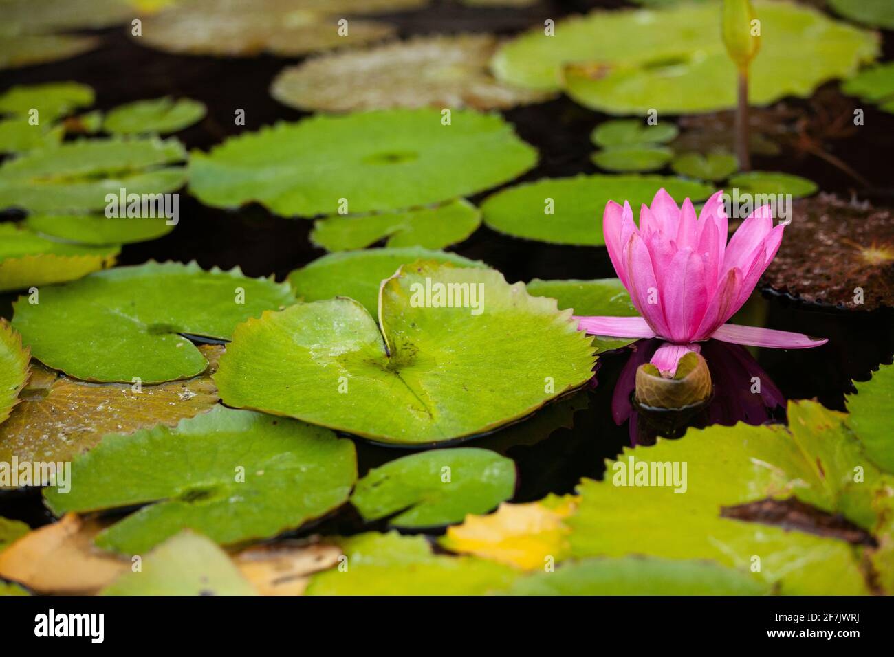 Egyptian bean lily hi-res stock photography and images - Alamy