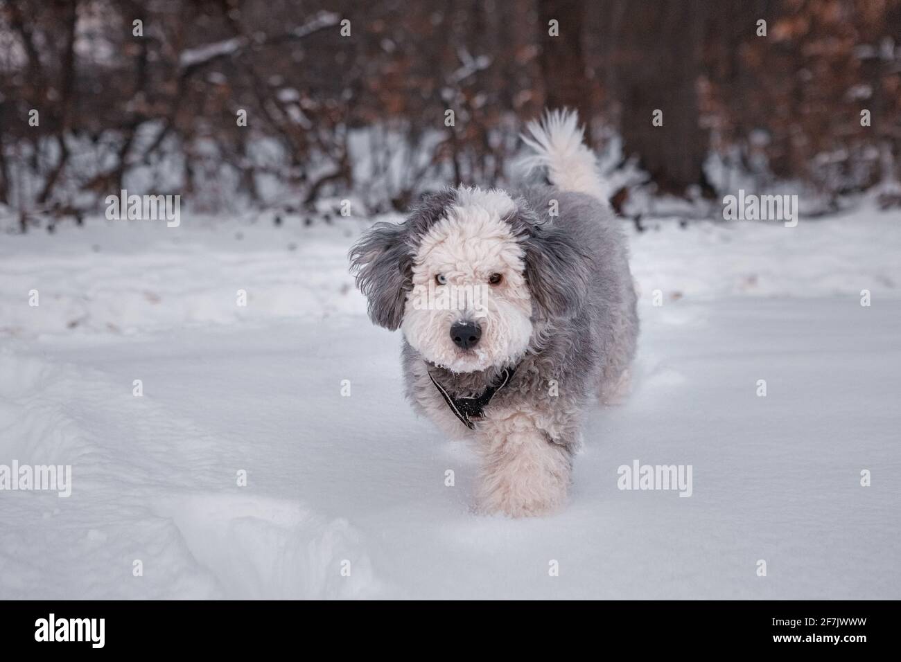 dog in the snow Stock Photo