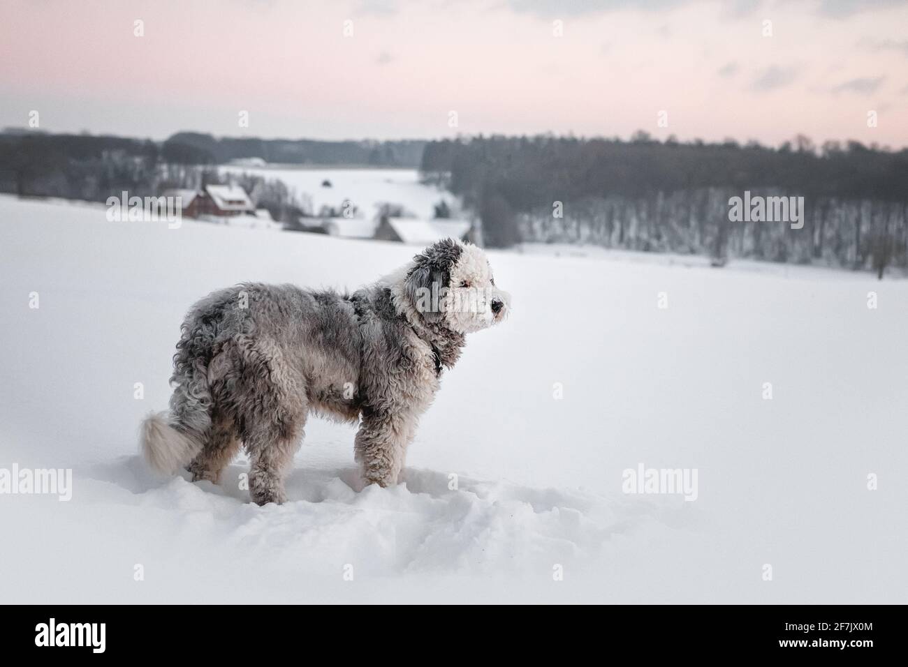 dog in the snow Stock Photo