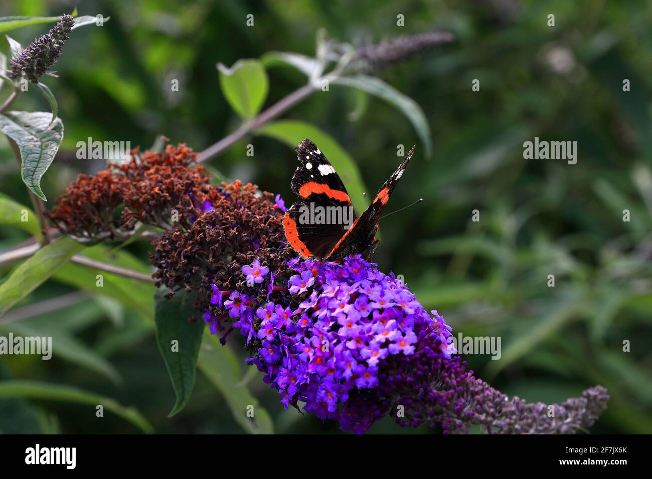 A colorful butterfly on a budleja that blooms in summer in a botanical garden Stock Photo